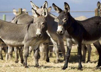 China Eyes Donkey Meat Exports from Pakistan