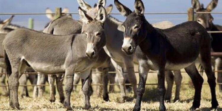 China Eyes Donkey Meat Exports from Pakistan