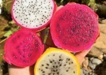 China-Pakistan Farms Harvest Locally Grown Dragon Fruit Success