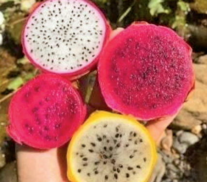 China-Pakistan Farms Harvest Locally Grown Dragon Fruit Success