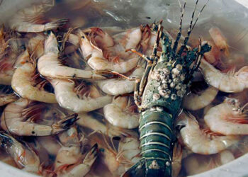 Pakistan Secures US Seafood Export Approval 2025