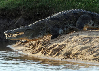 Crocodile Attacks Woman in Nara Canal Sukkur