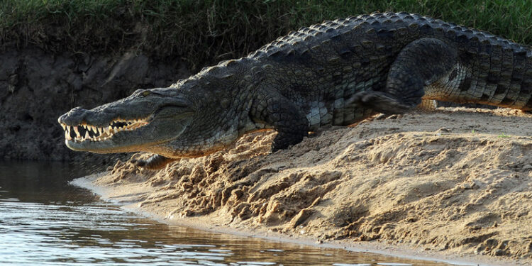 Crocodile Attacks Woman in Nara Canal Sukkur