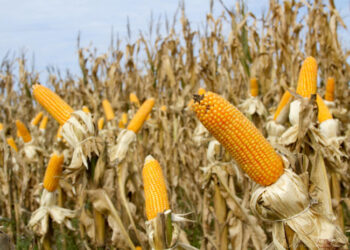 Pakistan Aims At China’s $9B Maize Market Potential
