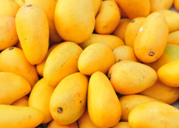 Pakistani Mangoes Enter Xinjiang via Academic Agri-Trade