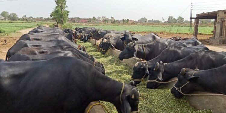Pak-China Biotech Milestone: 400 Calves Born