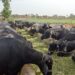 Pak-China Biotech Milestone: 400 Calves Born