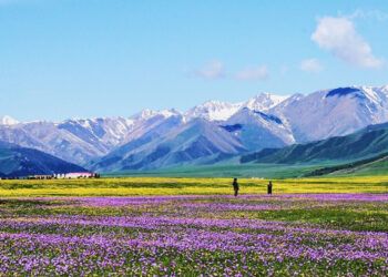 Ili: The Living Poem of Snow, Grass, and Love
