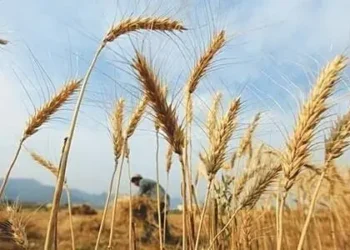 Pakistan Approves Wheat Policy 2025-26 for Farmers