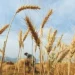 Pakistan Approves Wheat Policy 2025-26 for Farmers