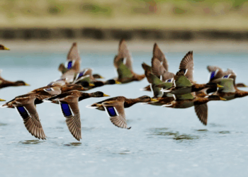 Call for Stronger Coastal Protection to Safeguard Migratory Birds