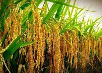 China-Pakistan Boost Hybrid Rice Yield Collaboration