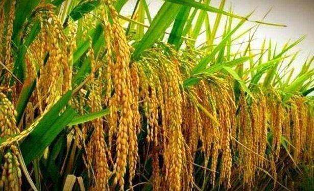 China-Pakistan Boost Hybrid Rice Yield Collaboration