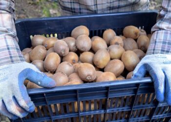 China Approves Iranian Kiwifruit Imports