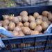 China Approves Iranian Kiwifruit Imports