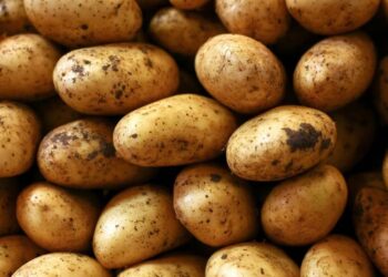 Pakistan Achieves Record Potato Output Beyond Target