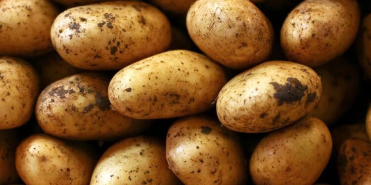 Pakistan Achieves Record Potato Output Beyond Target