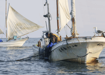 China Suspends Japanese Aquatic Imports Over Taiwan Remarks