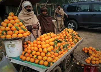 CPEC Cooperation Boosts Pakistan Citrus Industry