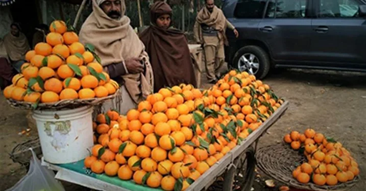 CPEC Cooperation Boosts Pakistan Citrus Industry