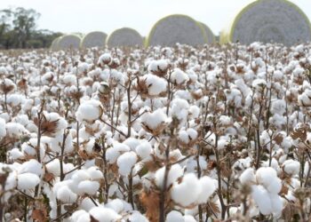 Pakistan Cotton Arrivals Dip Sindh Surpasses Punjab