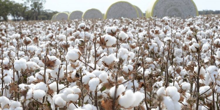 Pakistan Cotton Arrivals Dip Sindh Surpasses Punjab