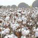 Pakistan Cotton Arrivals Dip Sindh Surpasses Punjab