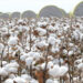 Govt Transfers Cotton Export Oversight SBP
