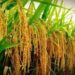 China’s Grain Output Hits New High