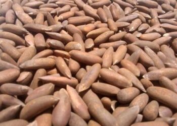 Pakistan Pine Nuts Lead Chinese Market Demand