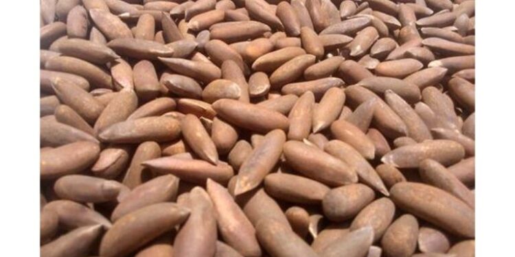 Pakistan Pine Nuts Lead Chinese Market Demand