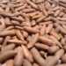 Pakistan Pine Nuts Lead Chinese Market Demand