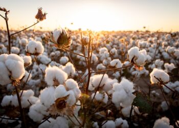 Pakistan-China Cotton Yarn Exports Cross $451 Million