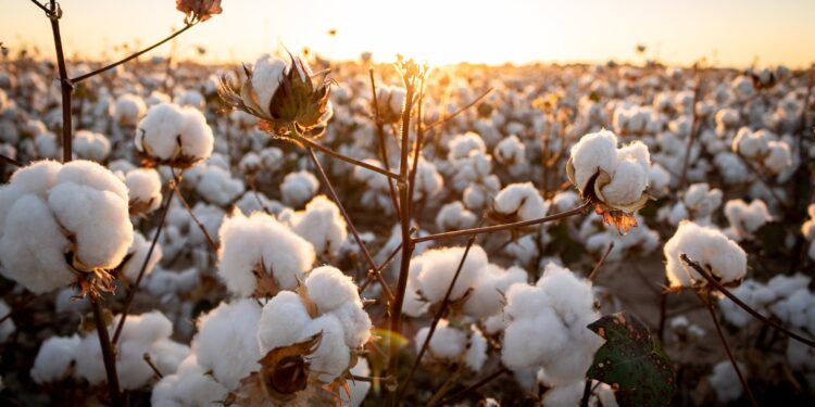 Pakistan-China Cotton Yarn Exports Cross $451 Million