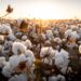 Pakistan-China Cotton Yarn Exports Cross $451 Million