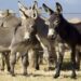 Chinese Company in Gwadar Cleared to Export Donkey Meat to China