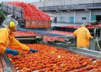 China Pakistan Researchers Tackle Toxic Tomatoes Pollution