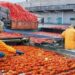 China Pakistan Researchers Tackle Toxic Tomatoes Pollution