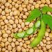 China Demand Drives Soybeans to Highest Level in Three Months