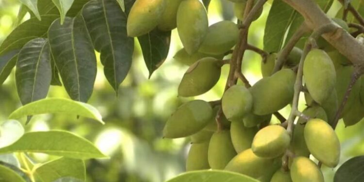 Pakistan’s Olive Oil Industry Targets China Growth