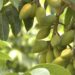 Pakistan’s Olive Oil Industry Targets China Growth