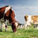 China Pakistan Boost Livestock Tech R&D