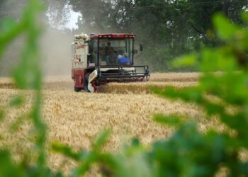 China accelerates summer harvest as flood risks rise