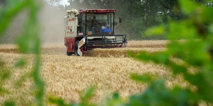 China accelerates summer harvest as flood risks rise