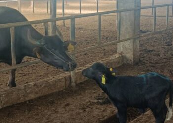 Pak, China Sign Buffalo Embryo Export Deal
