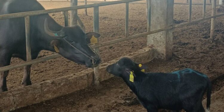 Pak, China Sign Buffalo Embryo Export Deal