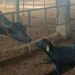 Pak, China Sign Buffalo Embryo Export Deal