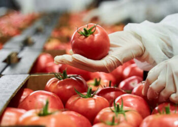 Pakistan, China Sign Industrial Tomato MoU