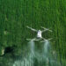 Drones Protect Wheat Harvest in China