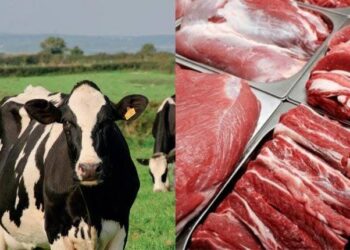 Pak-China Boost Livestock Trade Cooperation